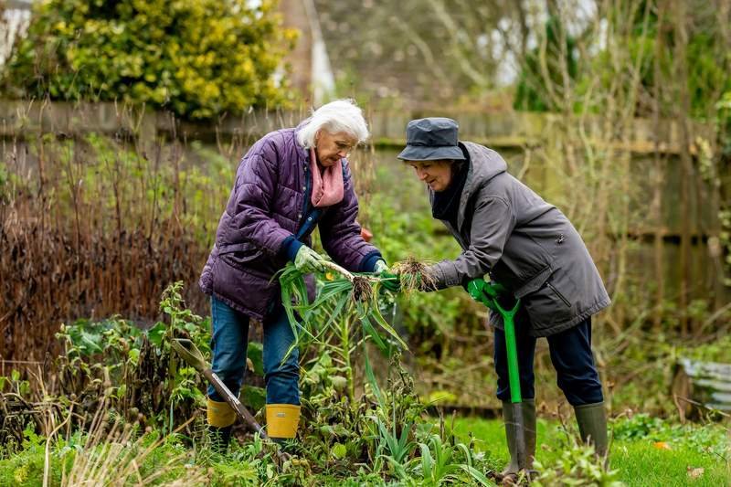 Deux femmes seniors jardinent ensemble avec entrain dans un jardin verdoyant, plantant et entretenant les cultures